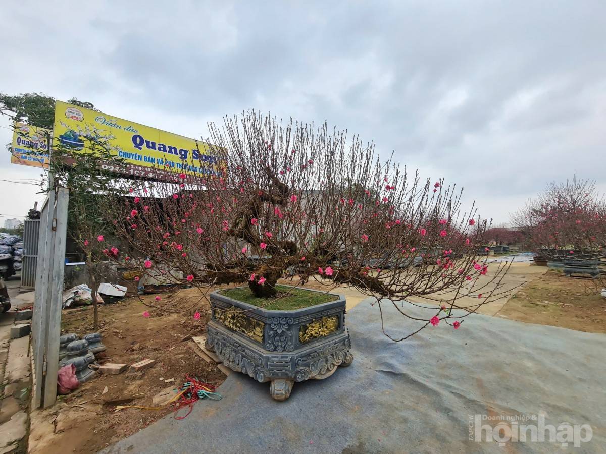 Nhật Tân rực sắc đào, nhộn nhịp người mua kẻ bán những ngày giáp Tết