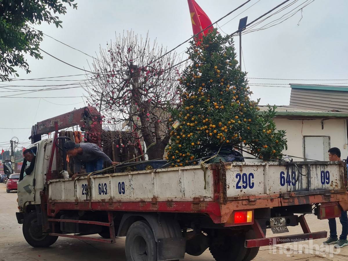 Nhật Tân rực sắc đào, nhộn nhịp người mua kẻ bán những ngày giáp Tết