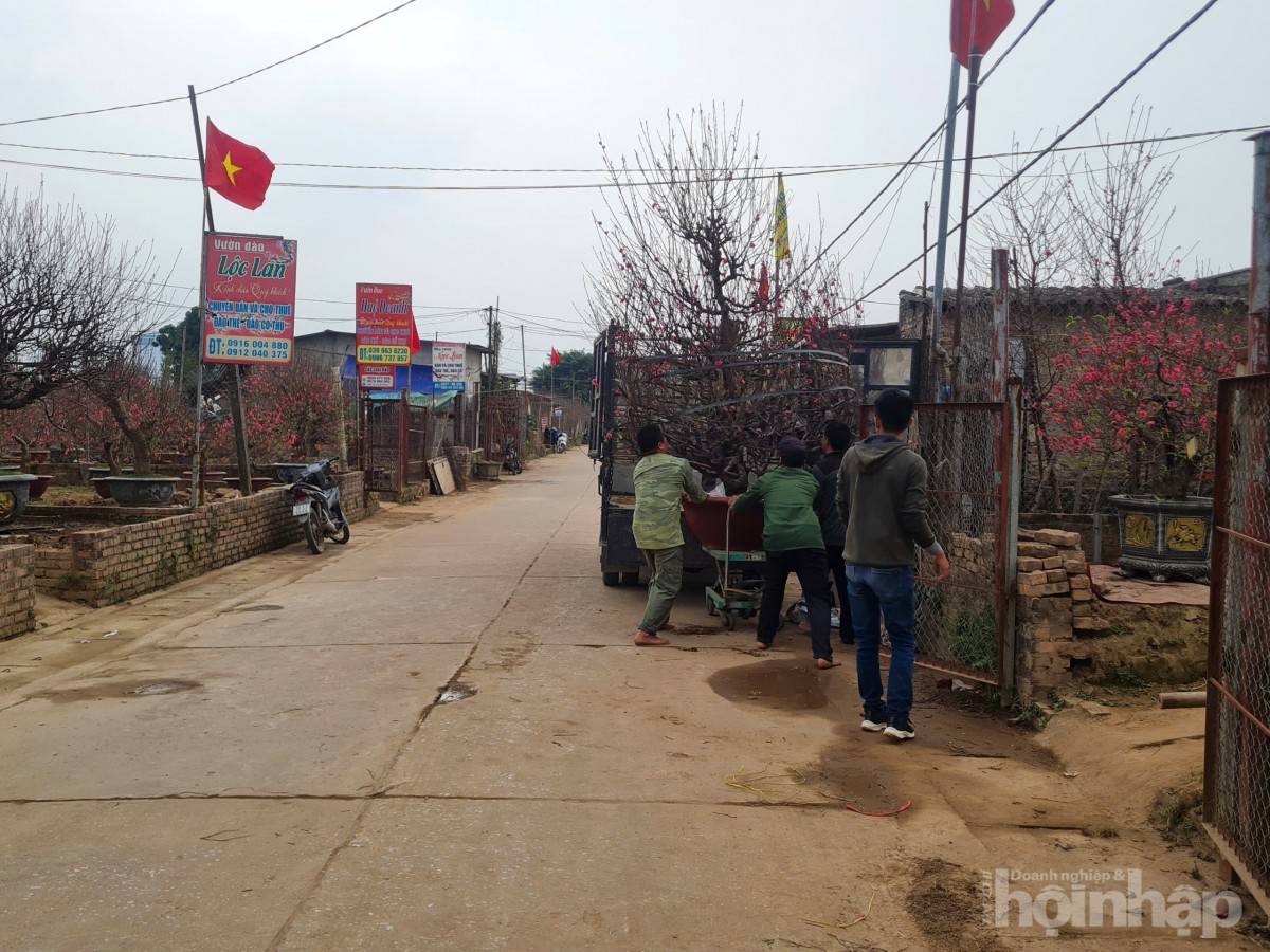 Nhật Tân rực sắc đào, nhộn nhịp người mua kẻ bán những ngày giáp Tết