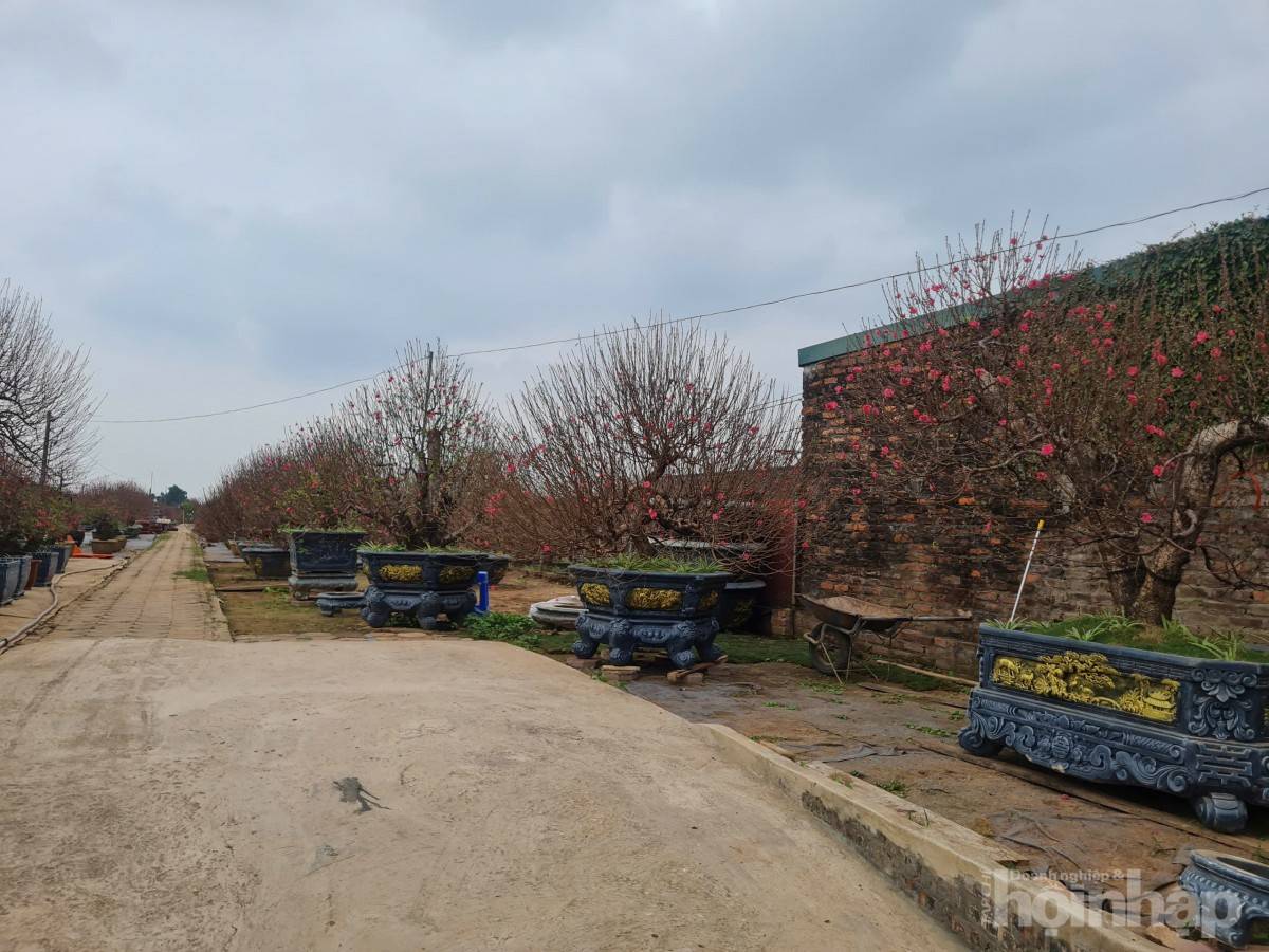 Nhật Tân rực sắc đào, nhộn nhịp người mua kẻ bán những ngày giáp Tết