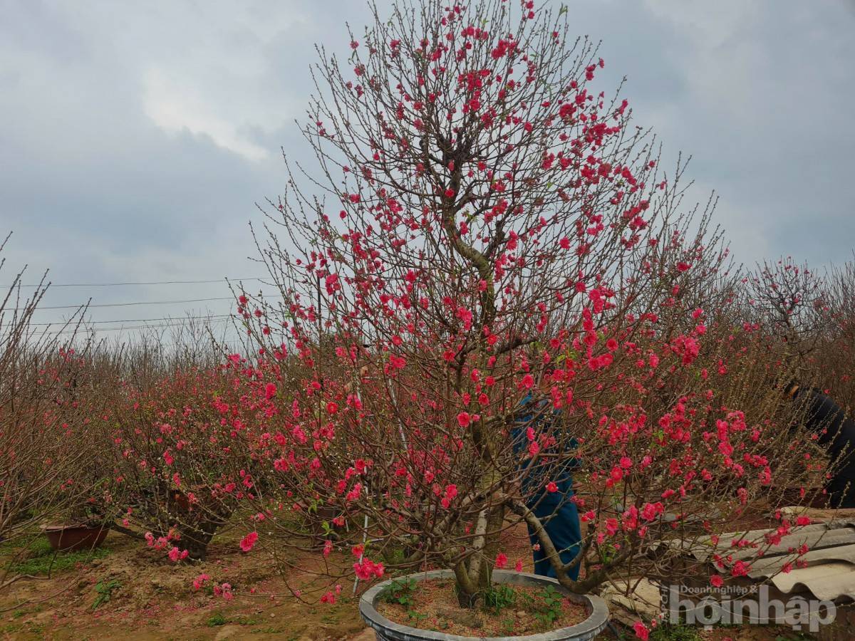 Nhật Tân rực sắc đào, nhộn nhịp người mua kẻ bán những ngày giáp Tết