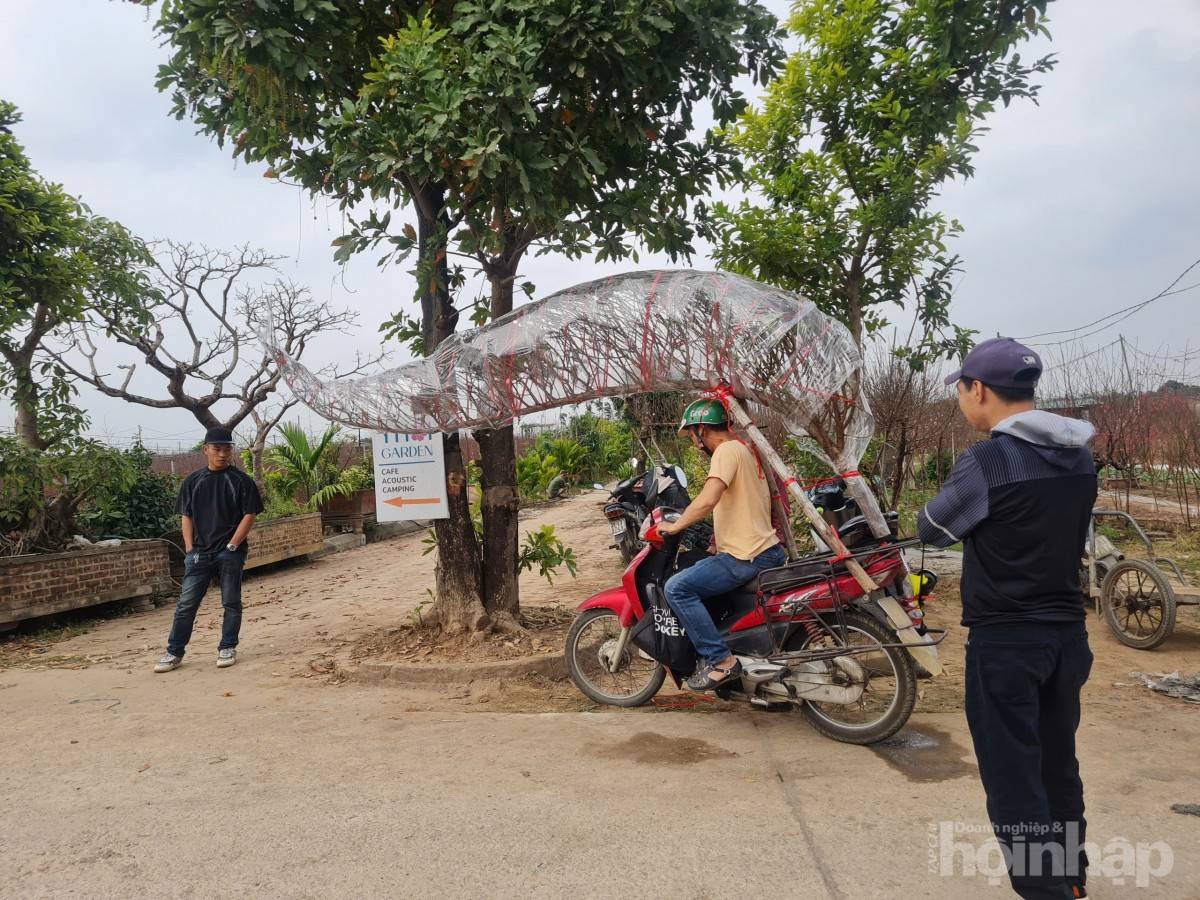 Nhật Tân rực sắc đào, nhộn nhịp người mua kẻ bán những ngày giáp Tết