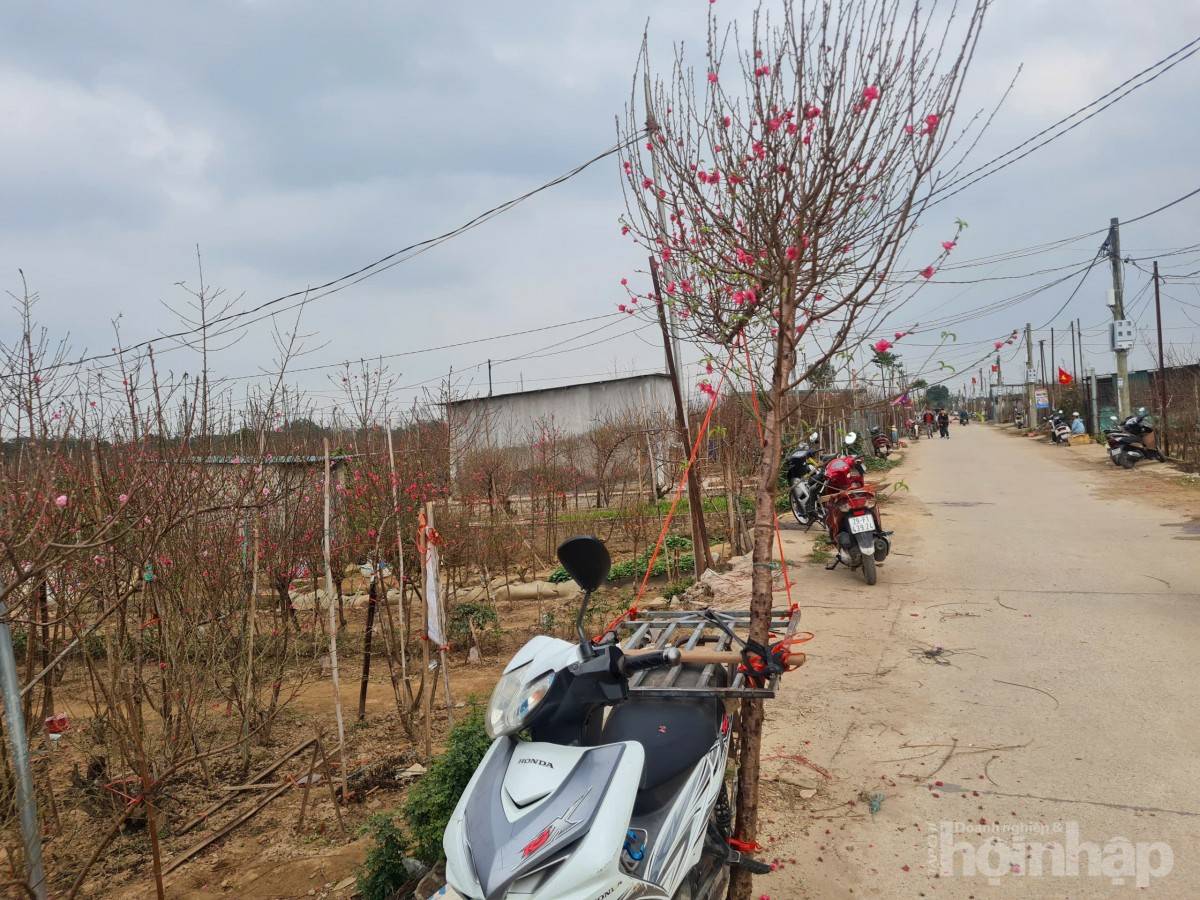 Nhật Tân rực sắc đào, nhộn nhịp người mua kẻ bán những ngày giáp Tết