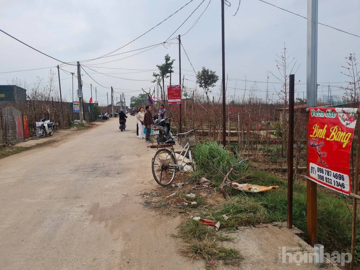 Nhật Tân rực sắc đào, nhộn nhịp người mua kẻ bán những ngày giáp Tết