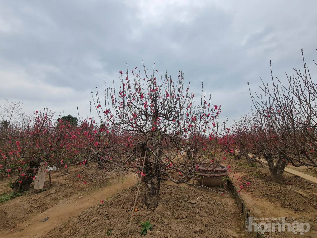 Nhật Tân rực sắc đào, nhộn nhịp người mua kẻ bán những ngày giáp Tết