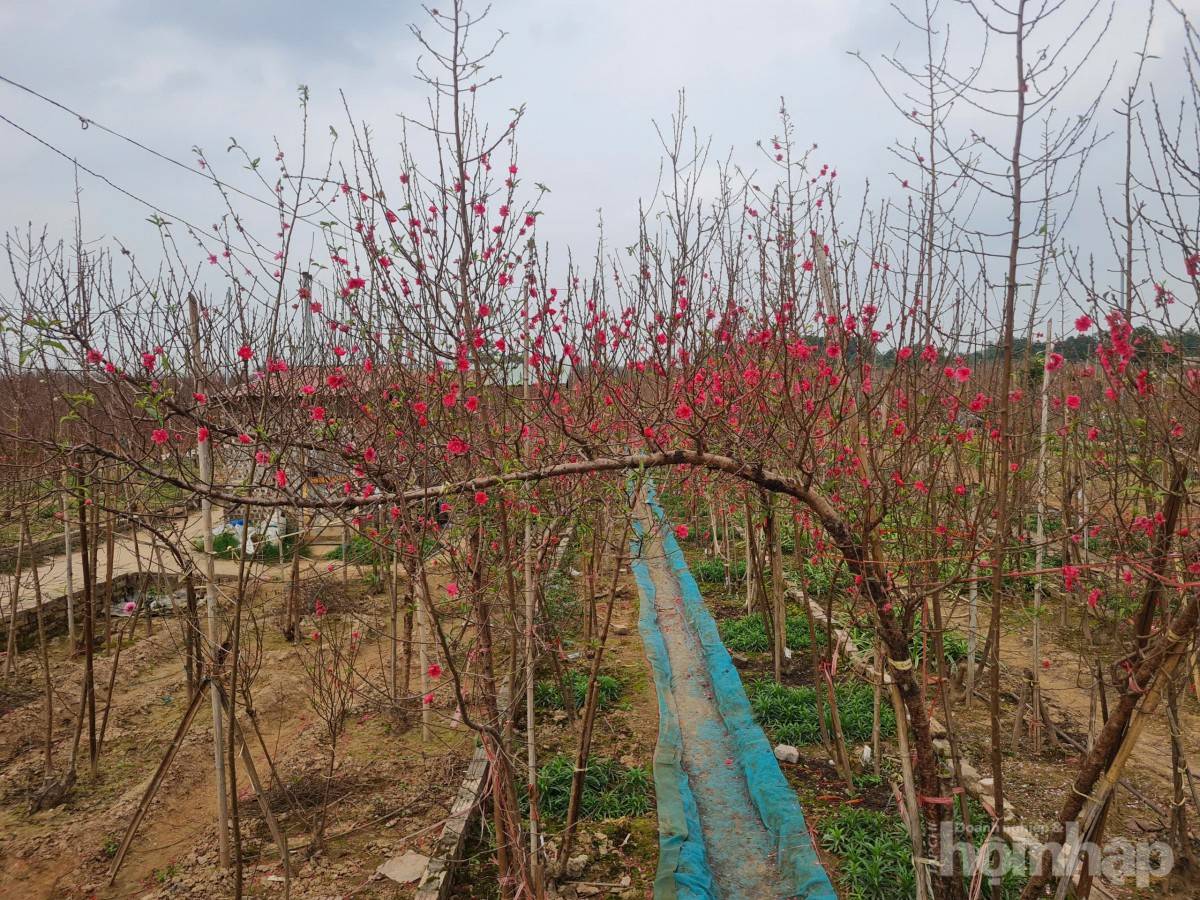 Nhật Tân rực sắc đào, nhộn nhịp người mua kẻ bán những ngày giáp Tết