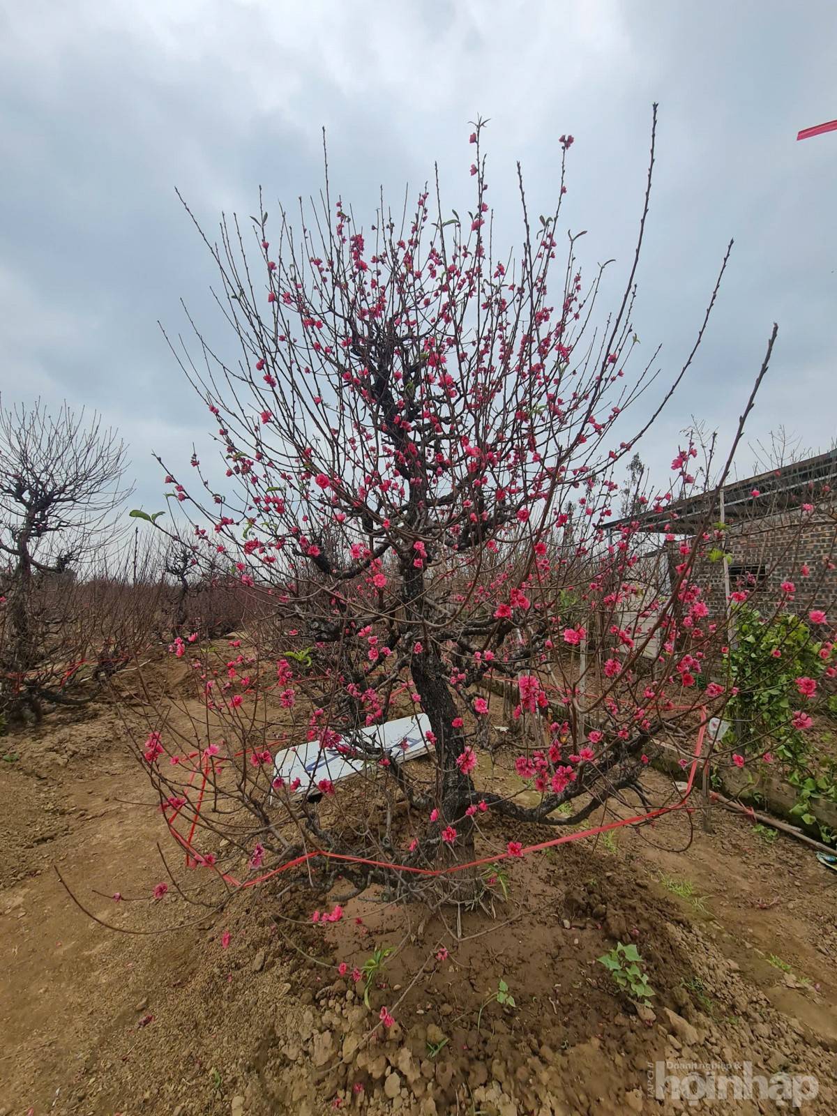 Nhật Tân rực sắc đào, nhộn nhịp người mua kẻ bán những ngày giáp Tết