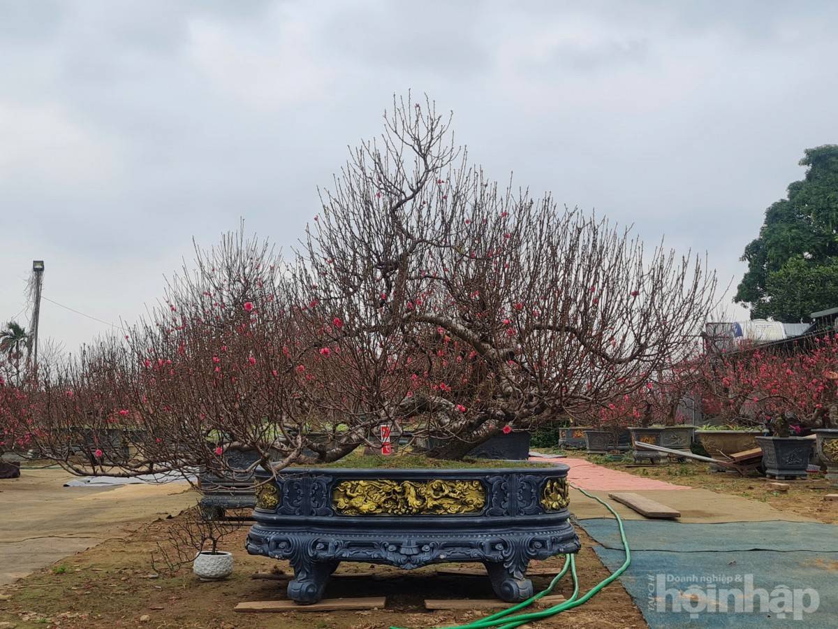 Nhật Tân rực sắc đào, nhộn nhịp người mua kẻ bán những ngày giáp Tết