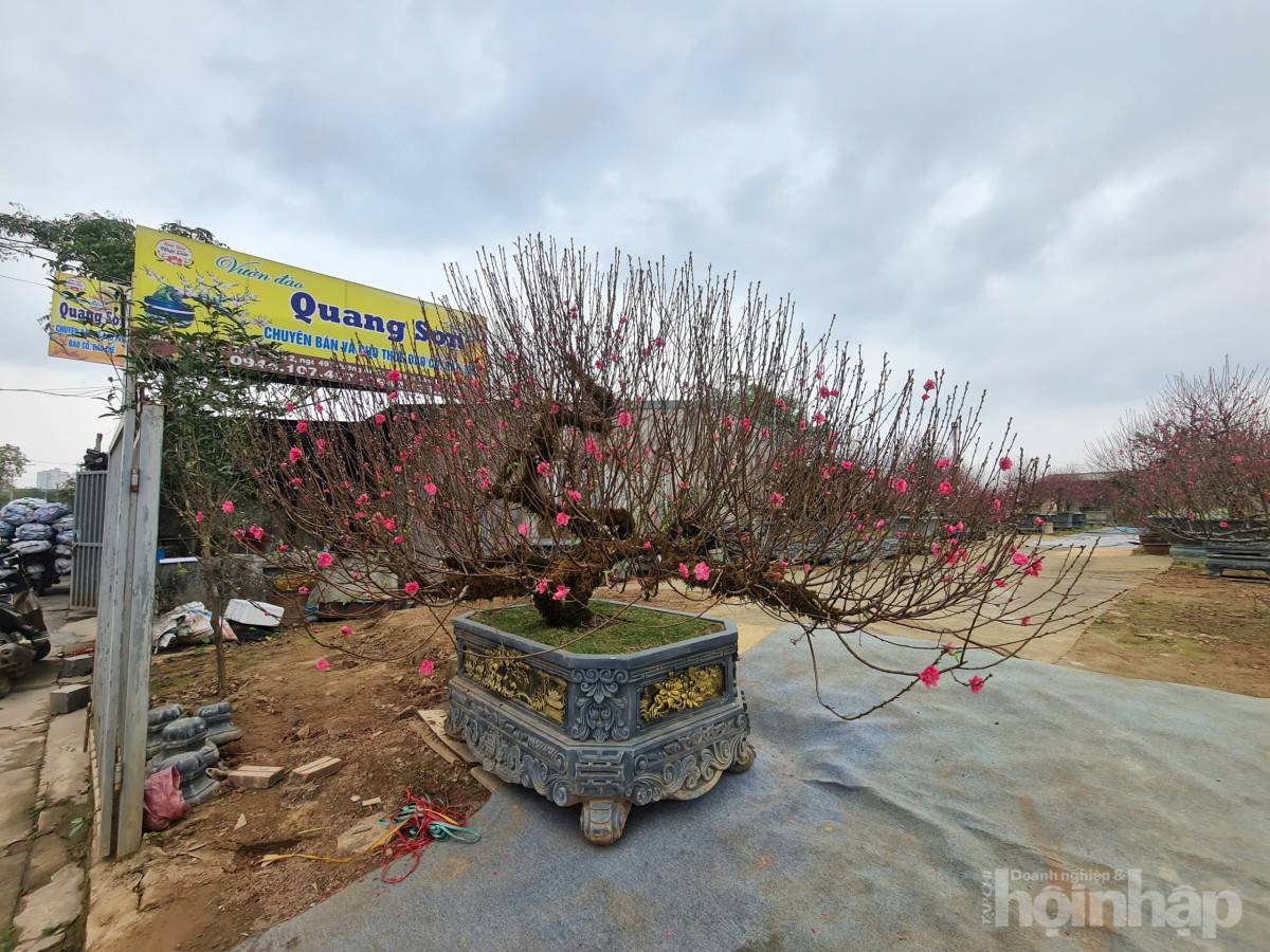 Nhật Tân rực sắc đào, nhộn nhịp người mua kẻ bán những ngày giáp Tết