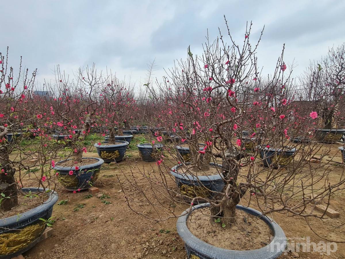 Nhật Tân rực sắc đào, nhộn nhịp người mua kẻ bán những ngày giáp Tết