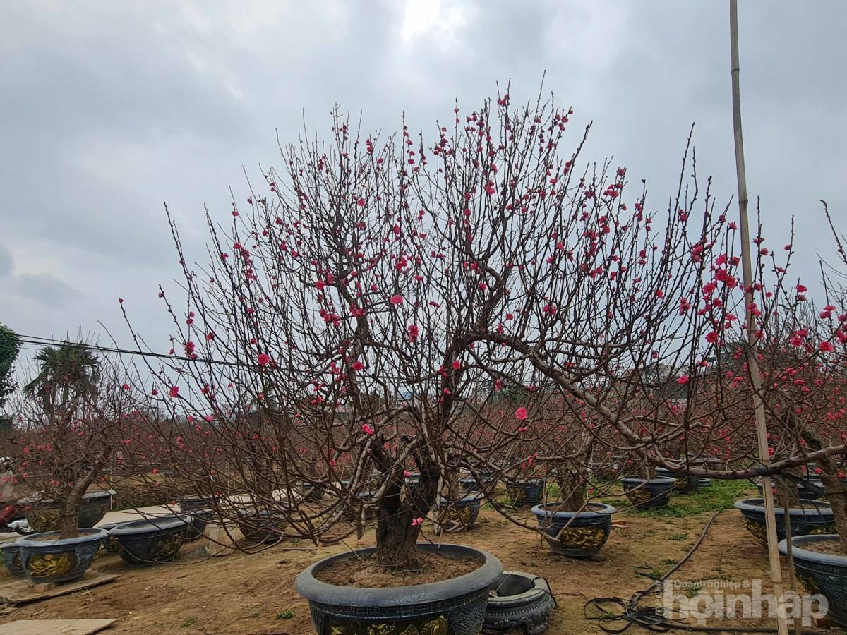 Nhật Tân rực sắc đào, nhộn nhịp người mua kẻ bán những ngày giáp Tết