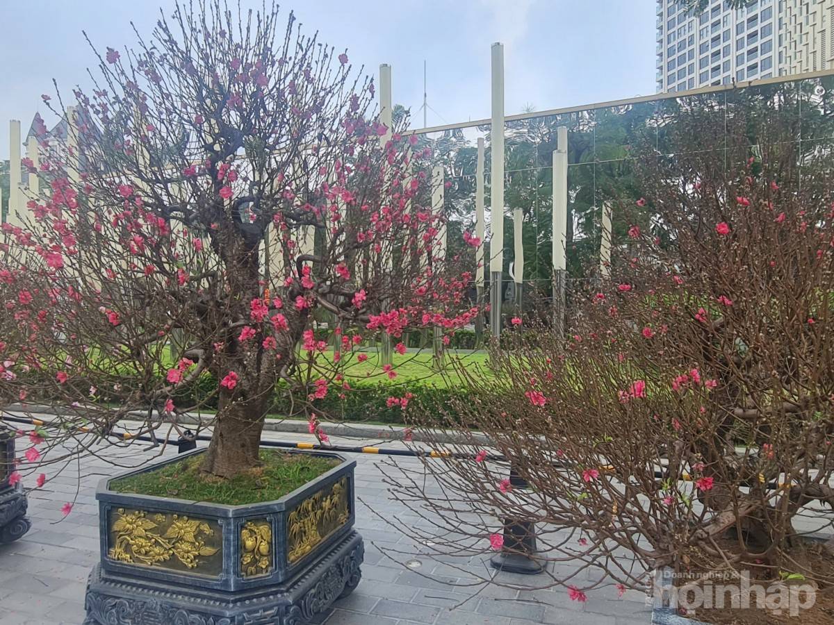 Nhật Tân rực sắc đào, nhộn nhịp người mua kẻ bán những ngày giáp Tết