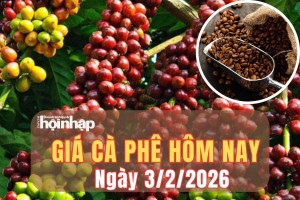 Giá cà phê hôm nay 3/2/2026: Giá cà phê trong nước nhích nhẹ, thế giới trái chiều trước áp lực nguồn cung