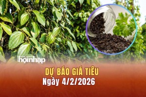 Dự báo giá tiêu 4/2: Giá tiêu trong nước và thế giới giảm mạnh
