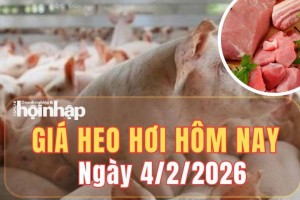 Giá heo hơi hôm nay 4/2/2026: Giá heo hơi tiếp đà giảm tại miền Bắc, miền Trung, miền Nam giữ ổn định