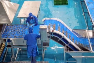 Gỡ điểm nghẽn COA, khẩn trương tháo khó cho xuất khẩu thủy sản sang Hoa Kỳ