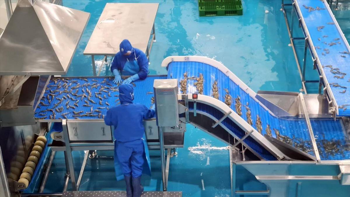 Gỡ điểm nghẽn COA, khẩn trương tháo khó cho xuất khẩu thủy sản sang Hoa Kỳ