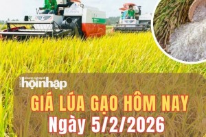 Giá lúa gạo hôm nay 5/2/2026: Giá gạo nhích lên, giá lúa biến động trái chiều