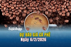 Dự báo giá cà phê 6/2: Cà phê trong nước duy trì đà giảm mạnh