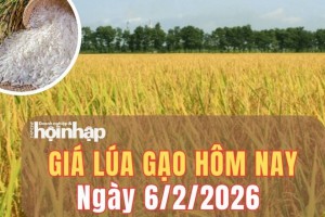 Giá lúa gạo hôm nay 6/2/2026: Giá lúa gạo trong nước đi ngang, giá gạo xuất khẩu Việt Nam bật tăng mạnh