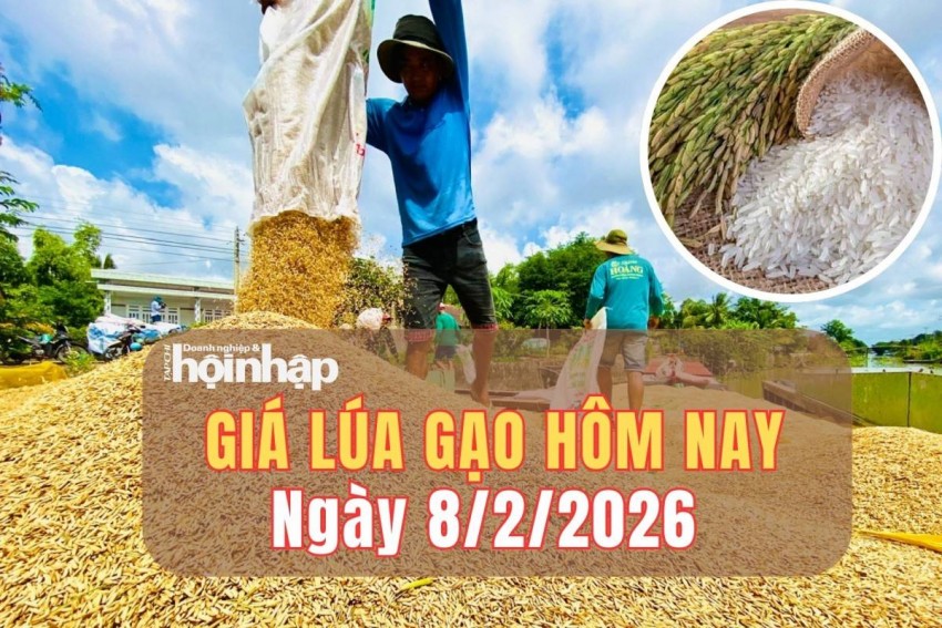 giá lúa gạo
