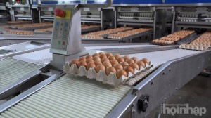 Doanh thu 8.300 tỷ, HPA lãi 1.600 tỷ đồng trong năm 2025