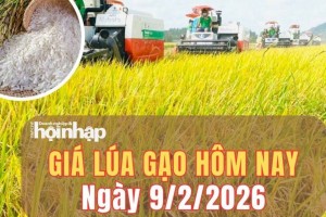 Giá lúa gạo hôm nay 9/2/2026: Phiên đầu tuần, giá lúa gạo tiếp tục bình ổn