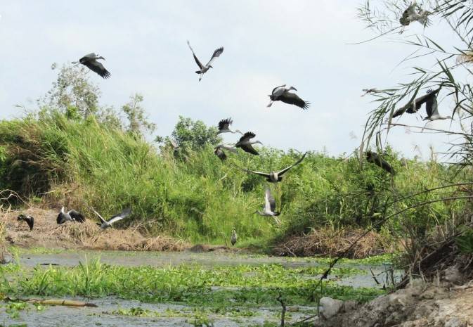 Dấu ấn Nông nghiệp Mùa Xuân Hậu Giang trên vùng đất lâm trường cũ