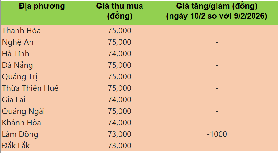 Bảng giá heo hơi tại miền Trung - Tây Nguyên hôm nay 10/2/2026