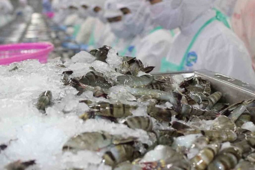 Tôm Việt trước sức ép mới: Doanh nghiệp buộc nâng cấp giá trị để giữ thị phần