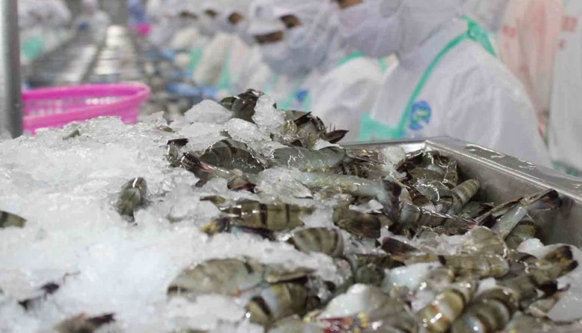 Tôm Việt trước sức ép mới: Doanh nghiệp buộc nâng cấp giá trị để giữ thị phần