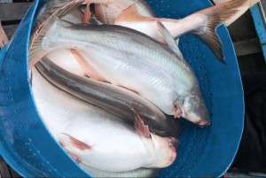 Giá cá tra tăng cao kỷ lục, mở ra chu kỳ phục hồi mới cho xuất khẩu năm 2026