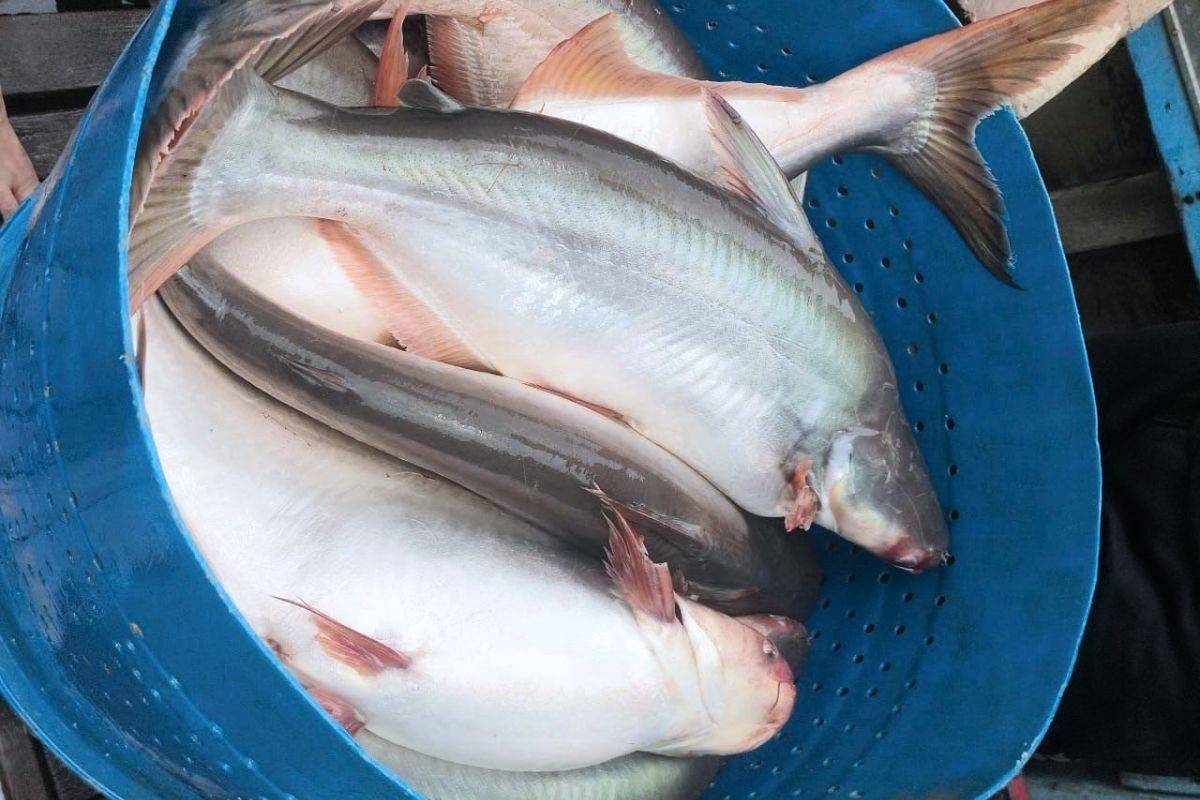 Giá cá tra tăng cao kỷ lục, mở ra chu kỳ phục hồi mới cho xuất khẩu năm 2026