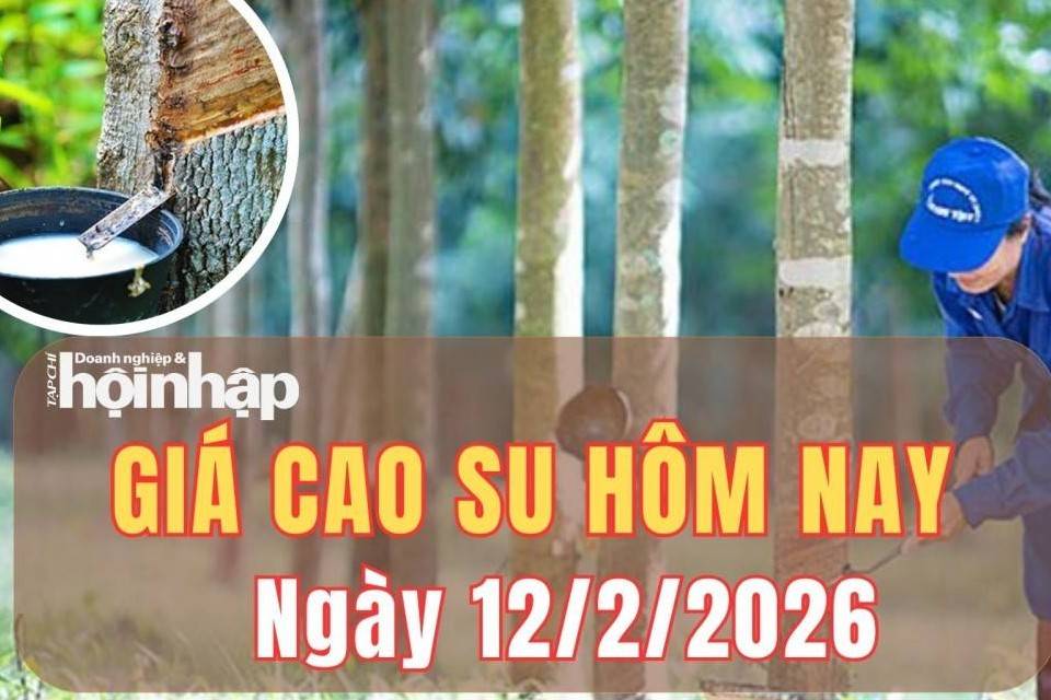 Giá cao su hôm nay 12/2/2026: Giá cao su Trung Quốc tăng nhẹ