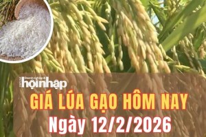 Giá lúa gạo hôm nay 12/2/2026: Giá gạo nguyên liệu và phụ phẩm giảm nhẹ