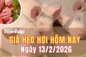 Giá heo hơi hôm nay 13/2/2026: Giá heo hơi đi ngang, miền Nam giảm cục bộ