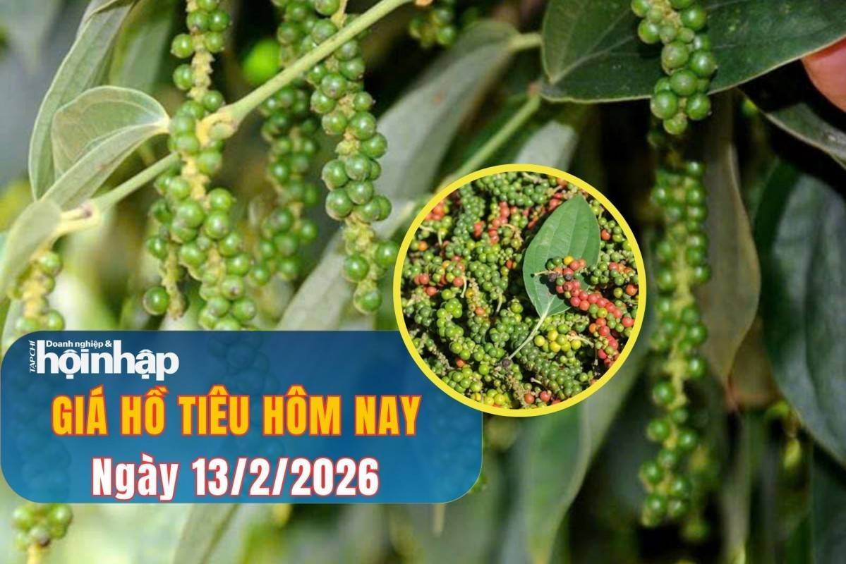 Giá tiêu hôm nay 13/2/2026: Tiêu trong nước cao nhất là 151.000 đồng/kg