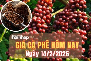 Giá cà phê hôm nay 14/2/2026: Giá cà phê trong nước bật tăng mạnh