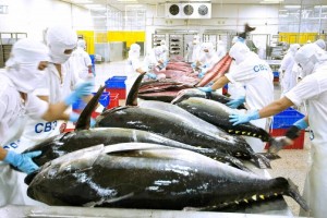 EU - Ấn Độ tiến gần FTA: Cá ngừ Việt Nam trước phép thử cạnh tranh mới