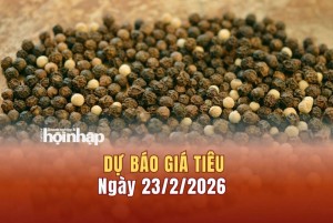 Dự báo giá tiêu 23/2: Giá tiêu trong nước và thế giới có xu hướng tăng "vọt"