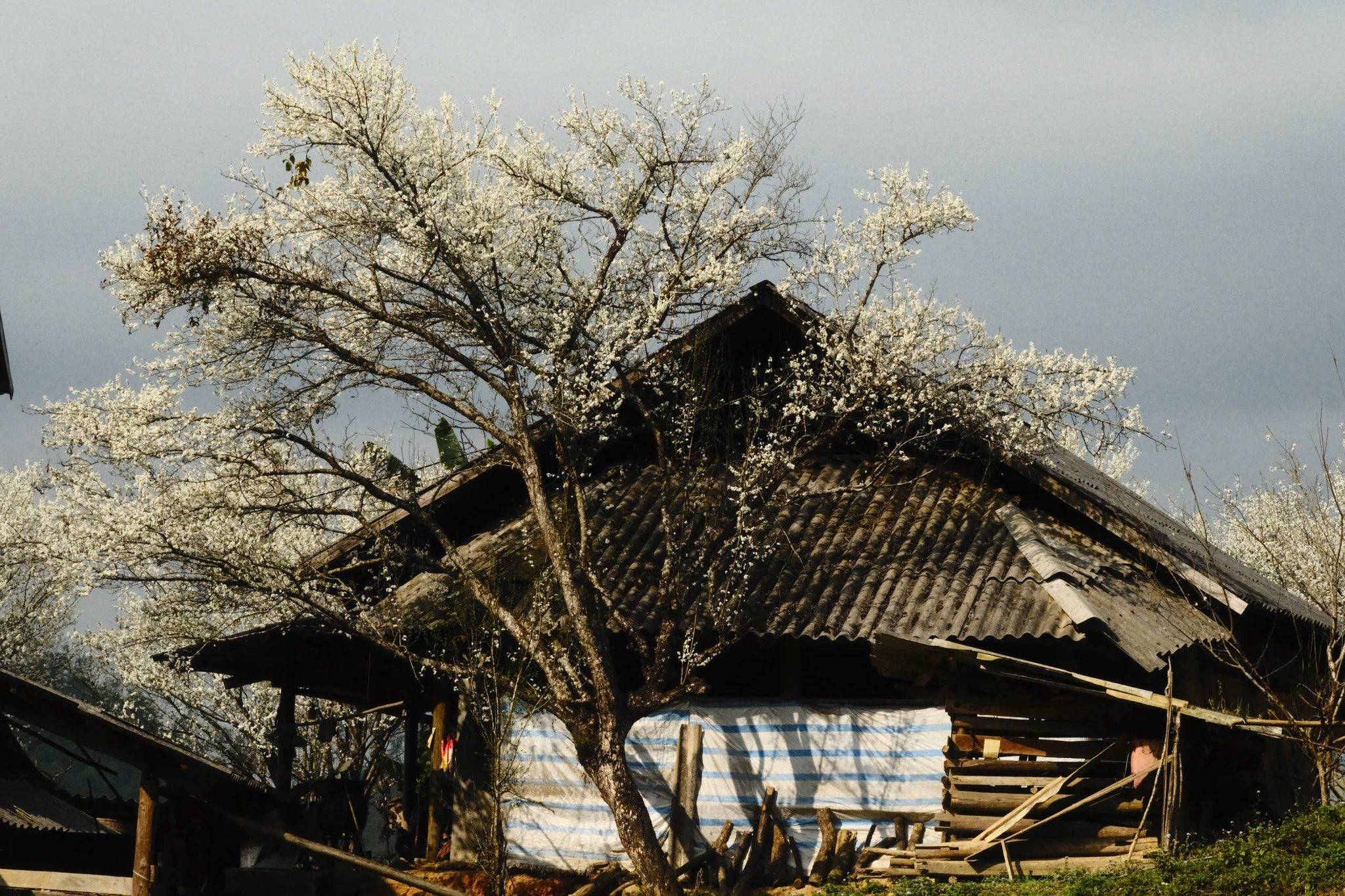 Lào Cai khởi sắc đầu năm, du lịch tăng tốc mạnh mẽ sau kỳ nghỉ Tết Bính Ngọ 2026
