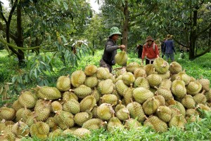 Giá tăng mạnh sau Tết, sầu riêng Việt Nam tăng tốc nâng chuẩn và định vị lại thị trường