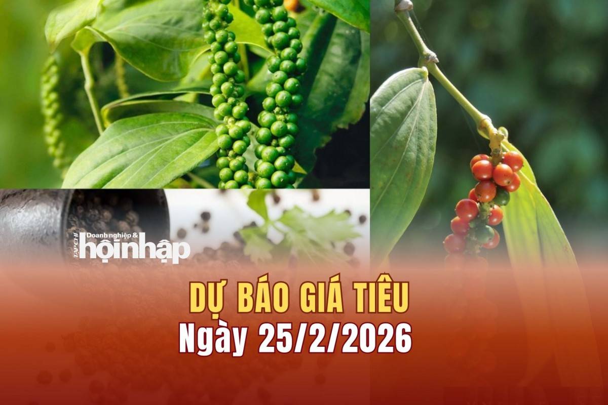 Dự báo giá tiêu 24/2: Giá tiêu trong nước và thế giới có xu hướng bật tăng