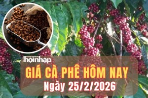 Giá cà phê hôm nay 25/2/2026: Giá cà phê trong nước giảm sâu, thế giới bật tăng mạnh