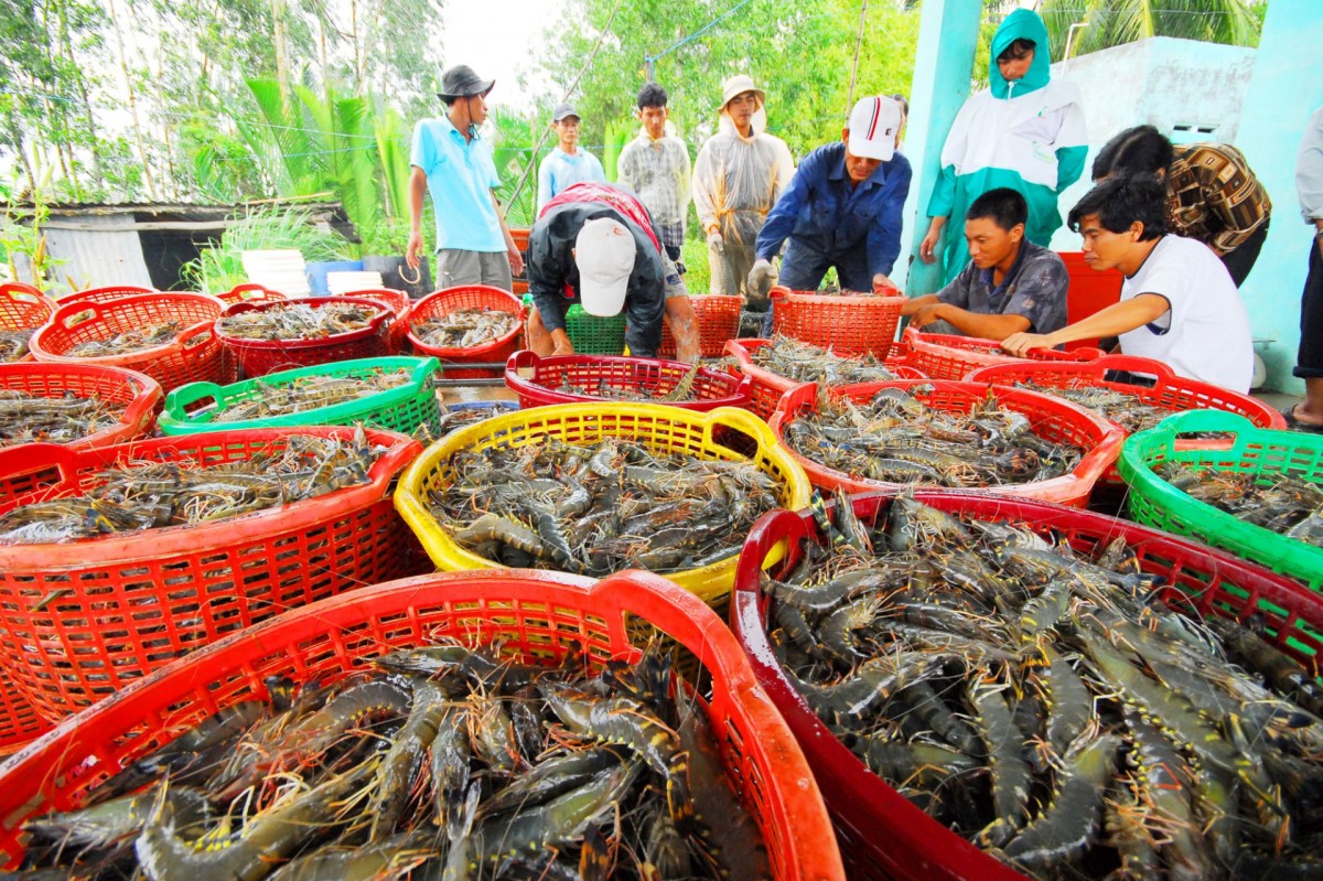 Chủ tịch Sao Ta: Thuế chống bán phá giá không tạo cú sốc lớn với tôm Việt Nam