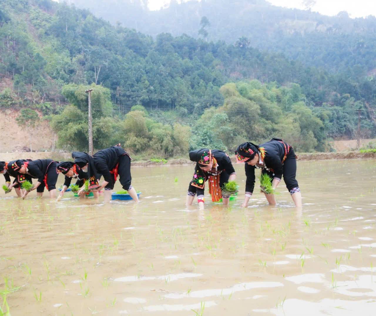 Đồng bào xuống đồng cấy lúa sau lễ hội