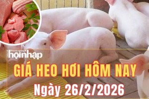 Giá heo hơi hôm nay 26/2/2026: Giá heo hơi tại miền Bắc, miền Trung tiếp đà giảm, miền Nam giữ giá