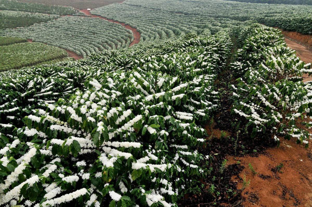 Sắc trắng trên đất đỏ: Khi Tây Nguyên vào mùa hoa cà phê