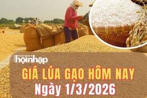 Giá lúa gạo hôm nay 1/3/2026: Giá lúa gạo tại Đồng bằng sông Cửu Long đi ngang