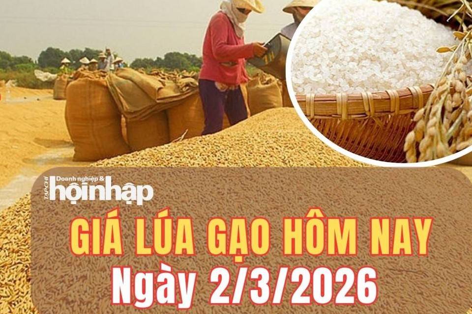 Giá lúa gạo hôm nay 2/3/2026: Giá lúa gạo duy trì đà ổn đinh, xuất khẩu tháng đầu năm tăng mạnh